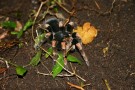 Orange Kneed Tarantula, Monteverde - Look At The Cute Little Eyes!